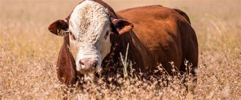 Sa Braford Braford Cattle Breeders Society Of South Africa