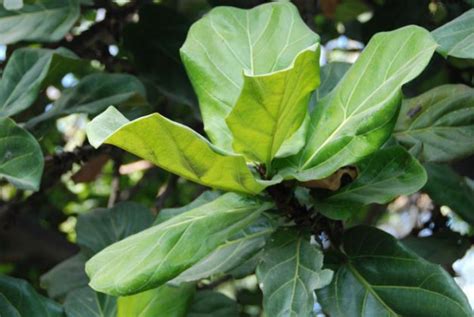 Ficus Lyrata O Ficus Pandurata Revista De Flores Plantas Jardiner A