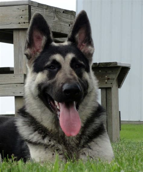 German Shepherd Puppies Black And Silver Pets Lovers