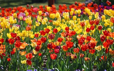 Red And Yellow Tulip Flowers Stock Image Image Of Leaf Grow 268212179