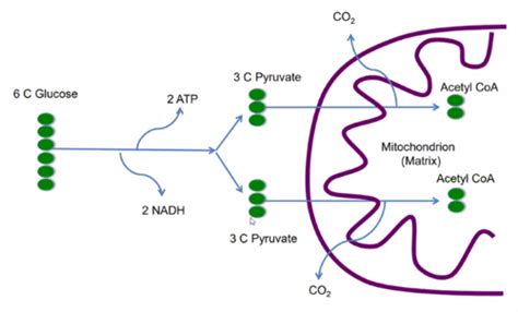 Aerobic Cellular Respiration Ch 3 Flashcards Quizlet