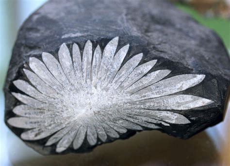 Chrysanthemum Stone Natural Flower Stone