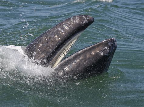 Humpback Whale Teeth