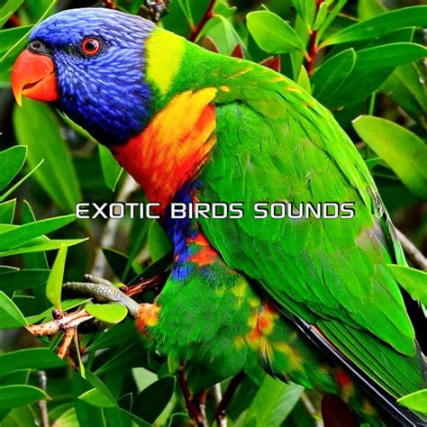 The Nature Soundscapes: Songs list, genres, analysis and similar artists - Chosic