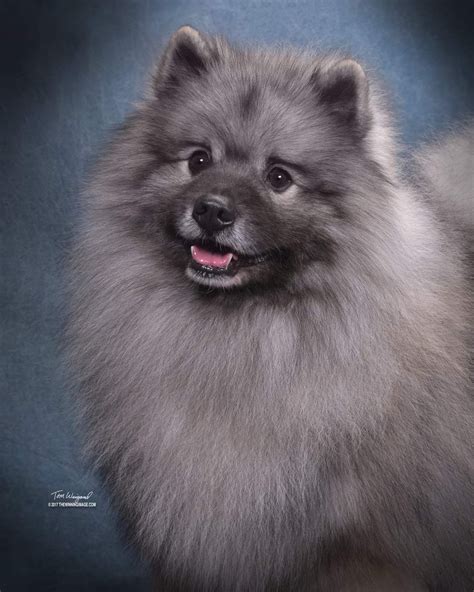 Keeshond Puppies For Sale