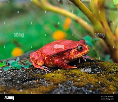 Tomato Frog Dyscophus Antongilii Stock Photo Alamy