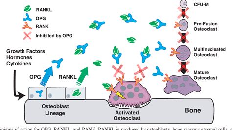 Figure 1 From Receptor Activator Of Nuclear Factor κb Ligand And