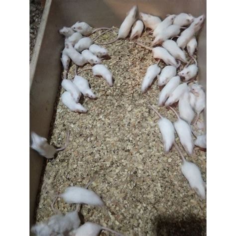 harga mencit penelitian terbaru sep  biggo indonesia