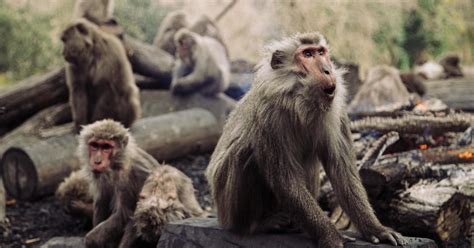 Spate of monkey attacks leaves 42 injured in Japanese city: "I heard crying... Then I saw a ...