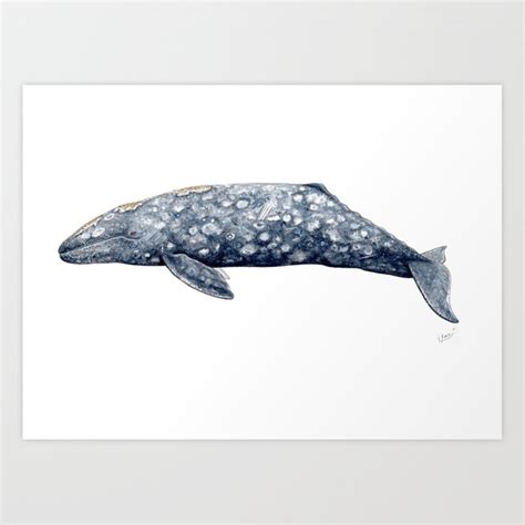 Gray Whale Drawing at PaintingValley.com | Explore collection of Gray ...