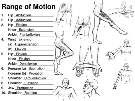 Ppt Medical Terminology Anatomical Position Directional Terms And