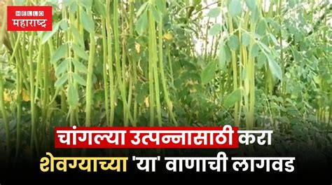 Cultivation Of Moringa चांगल्या उत्पन्नासाठी करा शेवग्याच्या या