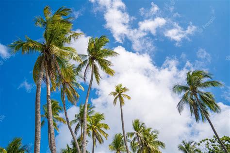 Premium Photo Summer Background With Coconut Trees And Sunset Warm