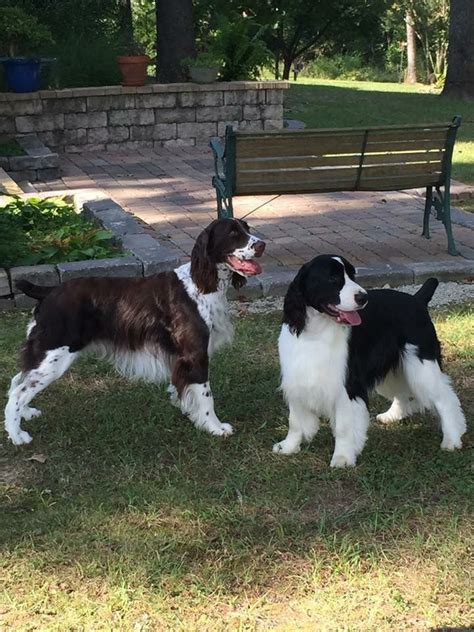 Springer Spaniels Springer Spaniel Puppies Clumber Spaniel English