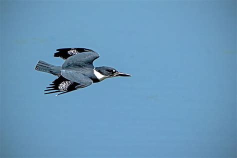 Belted Kingfisher In Flight Photograph By Ira Marcus