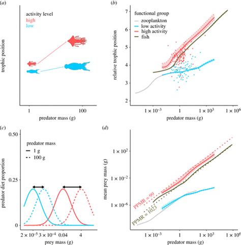 Improving The Biological Realism Of Predatorprey Size Relationships In