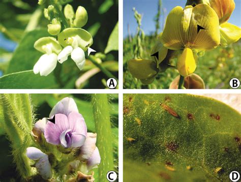 A Frankliniella Insularis On Lima Bean Flower B Thrips Damage On