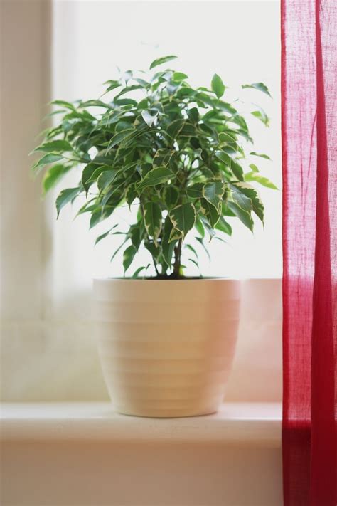 These Houseplants Make The Perfect Hostess Gift Large Indoor Plants