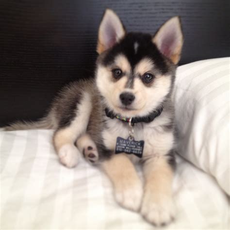 Pomsky Siberian Husky Spitz Meinmischling De