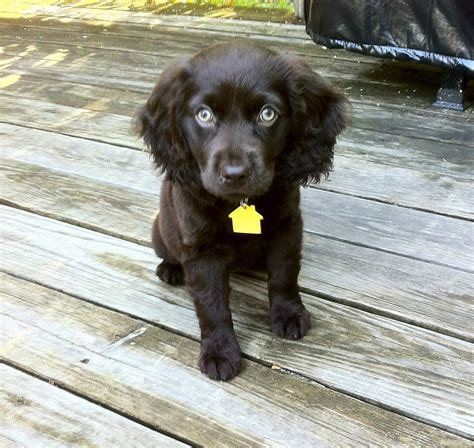 Duck Goose Hunting Supplies And Retriever Training Gear Marsh Mutt