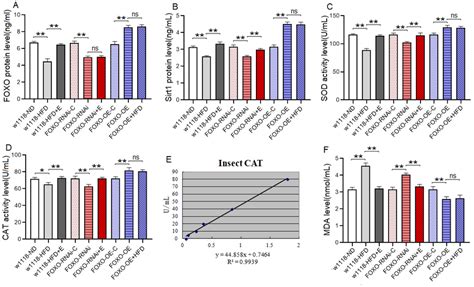 The Sirt1 FOXO Pathways Activity And Lipotoxicity In Skeletal Muscle