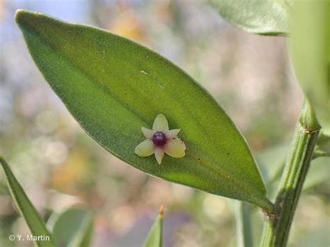 Ruscus Aculeatus L Fragon Piquant Fragon Petit Houx Buis