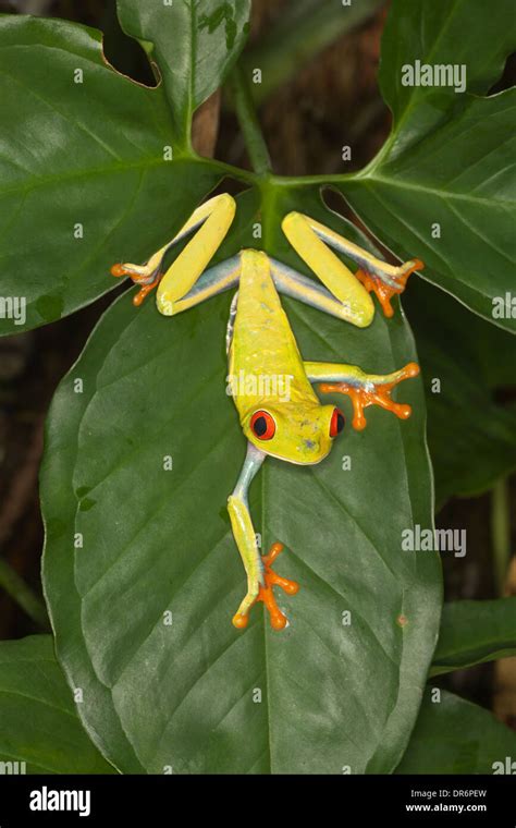 La Rana Arbor Cola De Ojos Rojos Agalychnis Callidryas Aka Rana De