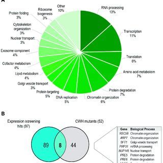 Functional Classification Of Genes Identified In The Expression