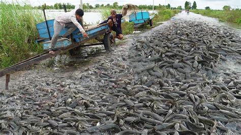 Wow Amazing Catching A Lot Catfish On The Road Flooded Amazing A Lot