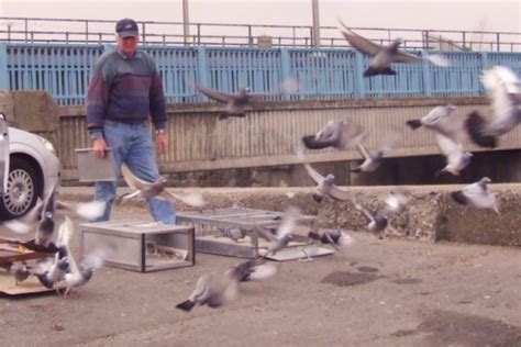 Efficient Training and Racing Pigeons | Winning Pigeon Racing and ...