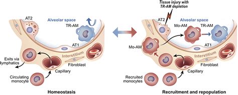 Frontiers Macrophages As A Source And Recipient Of Wnt Signals