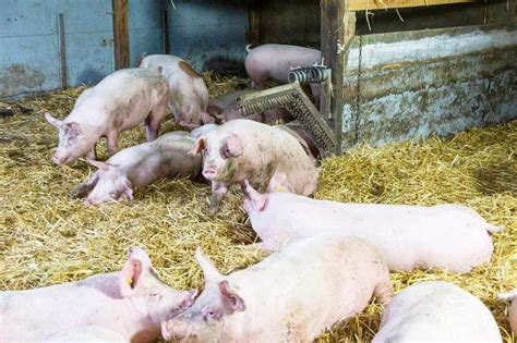 Strohschwein Regional Fleisch Itzehoe