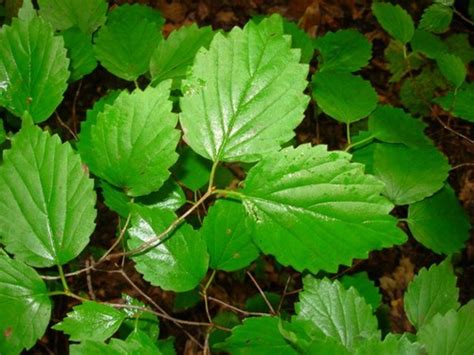 Dendrology Lab Tree Species Identification Flashcards Quizlet