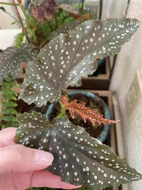 Help My Begonia Is Still Producing Healthy Leaves Pic 3 But Many Of Her Other Leaves Look