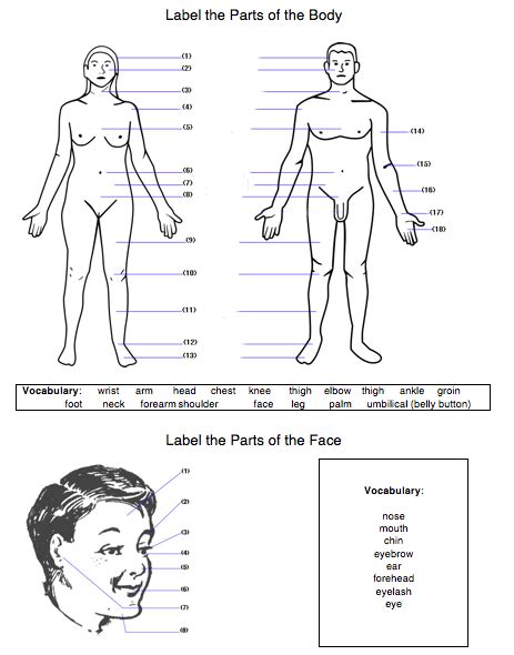 Body Parts With Labels