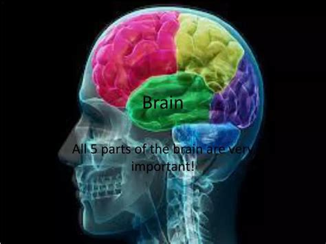 Ppt Brain Powerpoint Presentation Free Download Id 2594280