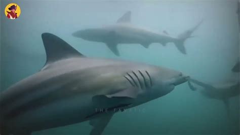 Shocking Shark Attacks Caught On Camera Understanding The Facts