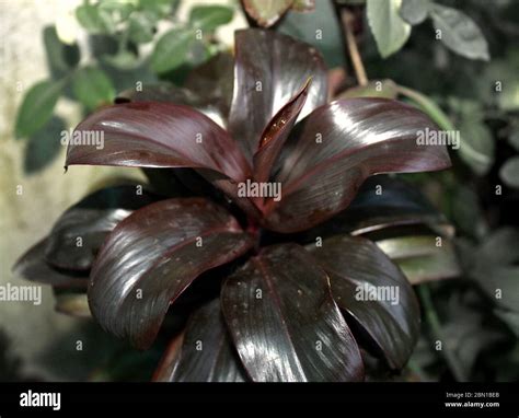 Red Dracaena Reflexa Angustifolia D Marginata Asparagaceae Plant