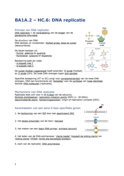 BA1A 2 HC 6 DNA Replicatie BA1A HC DNA Replicatie Principe Van DNA