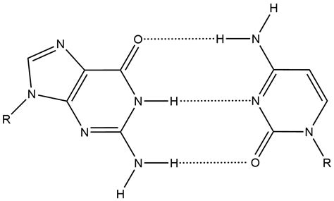 Draw the hydrogen bond(s) between guanine and cytosine. | Quizlet