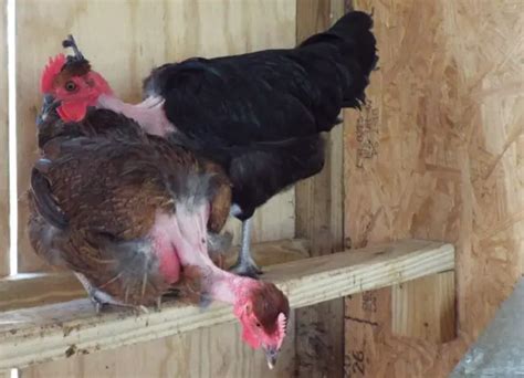 5 TURKEN TRANSYLVANIAN Naked Neck Chicken Hatching Eggs EUR 14 91