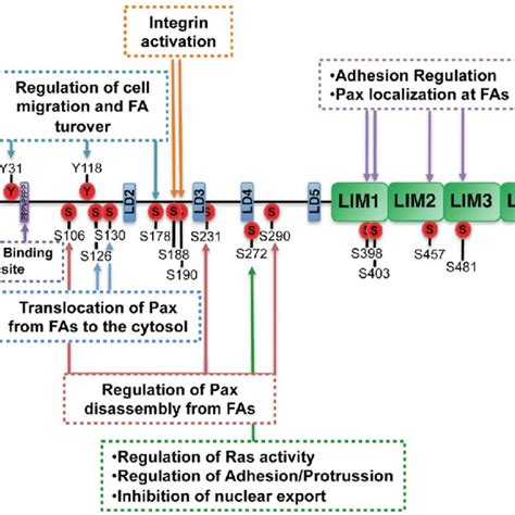 Paxillin At Focal Adhesions As A Major Component Of FAs The