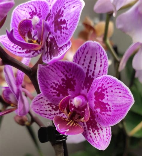 Орхидея Phalaenopsis Multiflora отцвёл