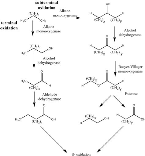 Alkanes