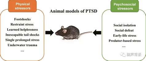 如何进行创伤后应激障碍ptsd造模方法介绍 哔哩哔哩