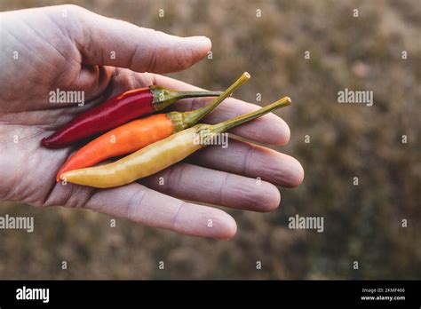 Hand Holding Red Hot Pepper Hi Res Stock Photography And Images Alamy