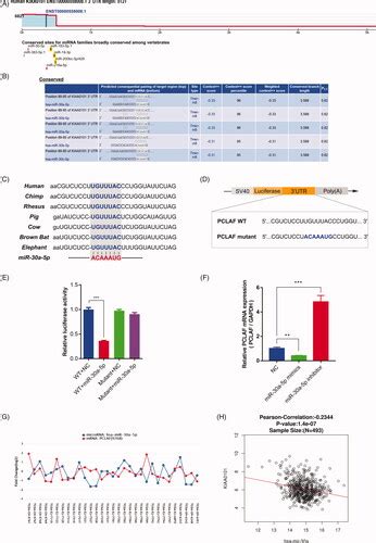 Full Article Mir A P Frequently Downregulated In Prostate Cancer