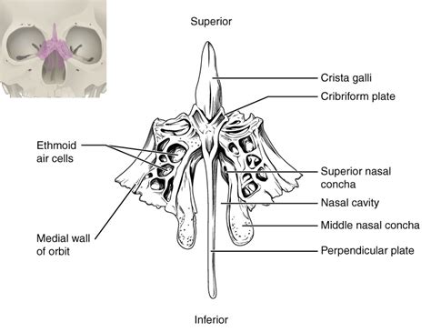 Ethmoid Bone Diagram Quizlet