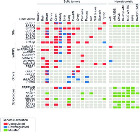 Frequently alteration of splicing-factors in human cancers. MDS ...