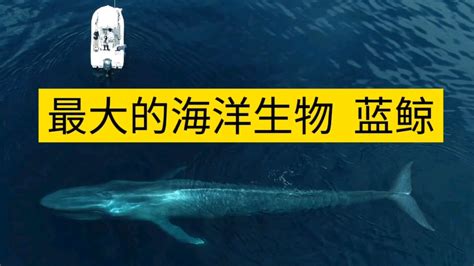 海洋巨兽 蓝鲸 已知海洋中最大的生物哔哩哔哩bilibili